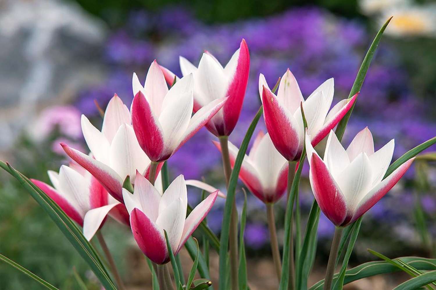 Botaaninen tulppaani 'Peppermintstick'